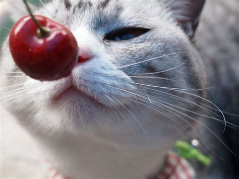 Mel Cat Cherry Kiss By Shieko Photo46175414