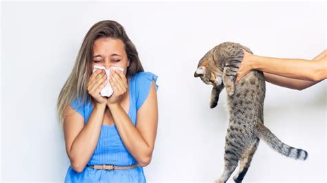 Alergia A Los Gatos Por Qu Los Gatos Causan Alergias S Ntomas