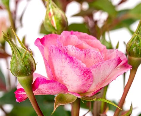 Kletterrose Mini Eden Rose Rosa Mini Eden Rose Günstig Online Kaufen