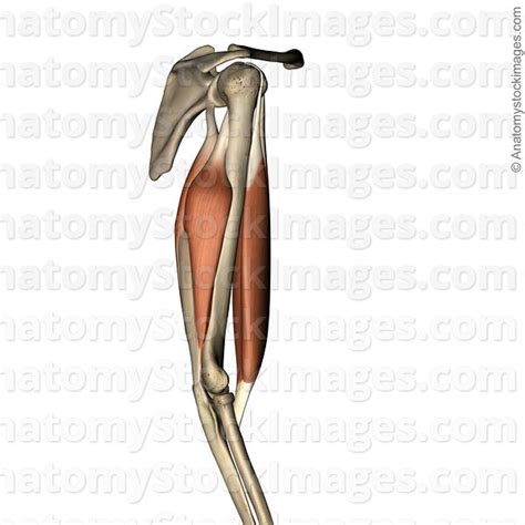 Anatomy Stock Images Upper Arm Musculus Triceps Brachii Biceps Muscle