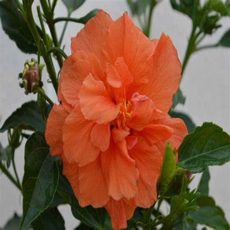 Get Hibiscus Peach Double Plant Online Nationbloom