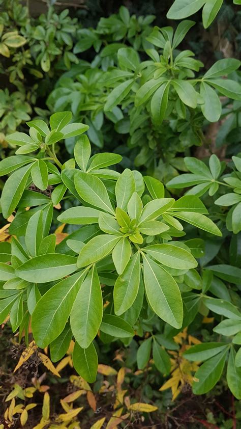 Identify Shrubs — Bbc Gardeners World Magazine