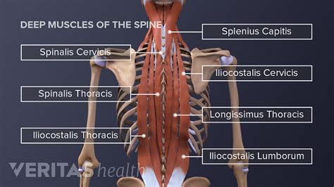 Back Muscles And Low Back Pain Spine Health