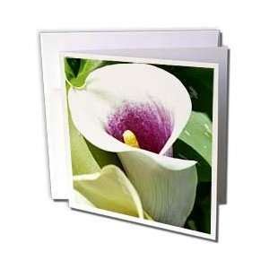 White Calla Lily Thank You Note Cards Envelopes Quantity Of On