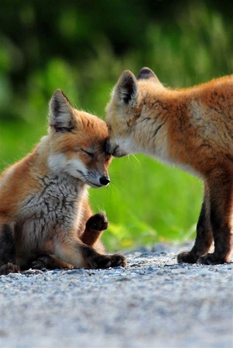 Amazing Animal Moments 20 Precious Animal Photos That