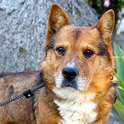 Los Angeles CA Corgi Shepherd Unknown Type Meet Harvey A Pet For