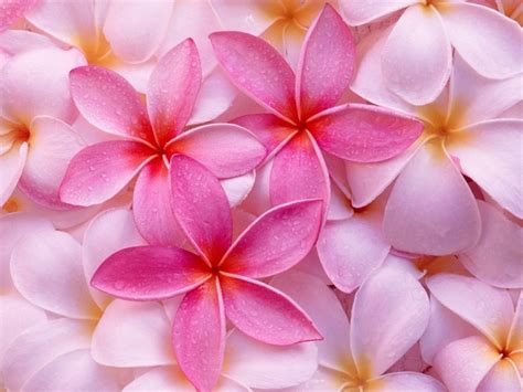 30 Imágenes Bonitas De Flores Hermosas Para Apreciar Y