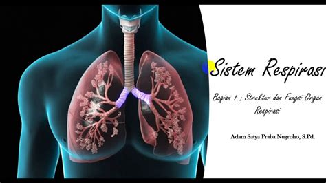 Biologi XI Sistem Respirasi Bagian 1 Struktur Dan Fungsi Organ