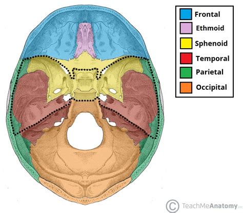 C Craniana C Abdominal