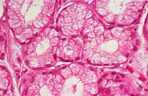 Basic Histology Short Columnar Epithelium Exocrine Glands