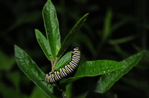 Monarch Butterfly Larva Monarch Butterfly Larva Feeding On Flickr