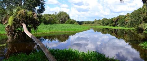 Really pretty campground, great access to the river for using our kayak. Myakka River State Park | Florida State Parks