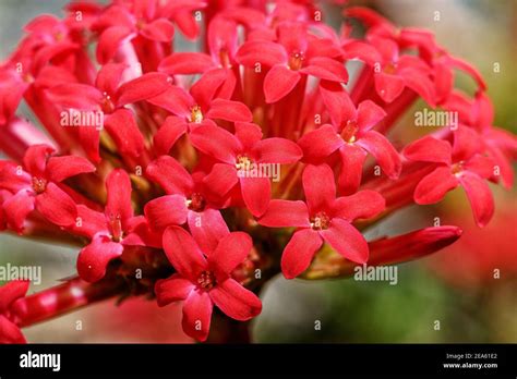 crassula coccinea a small but robust succulent shrublet about 300 600 mm high with long tubular