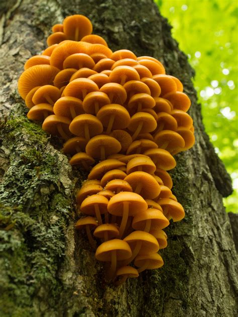 Orange Mycena Fungi Of Northern Maine · Inaturalist