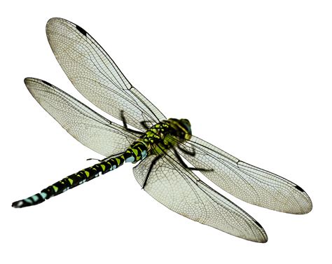 Dragonfly Png Transparent Image Download Size 1727x1374px