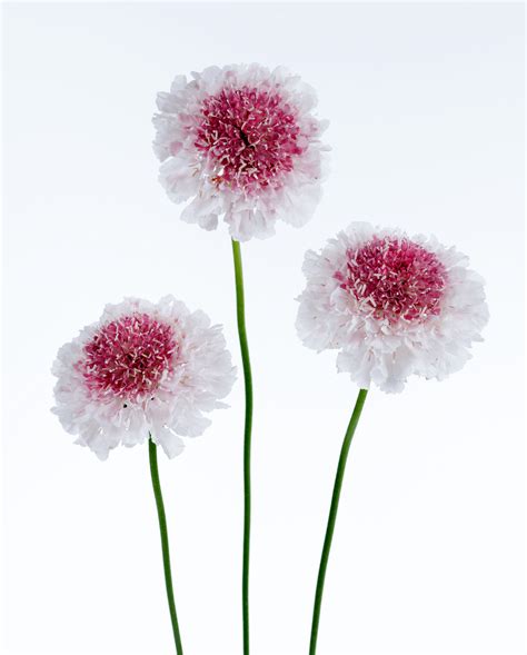 Scabiosa Hoop Scoop Series Pincushion Flower Cut Flowers Danziger