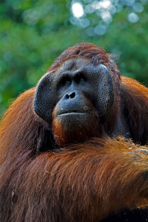Big Orangutan Male Stock Photo Image Of Asia Outdoor