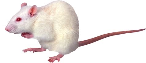 Mouse Rat Png Image Transparent Image Download Size 2101x914px