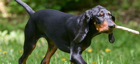 Which Dog Breed Has The Longest Ears