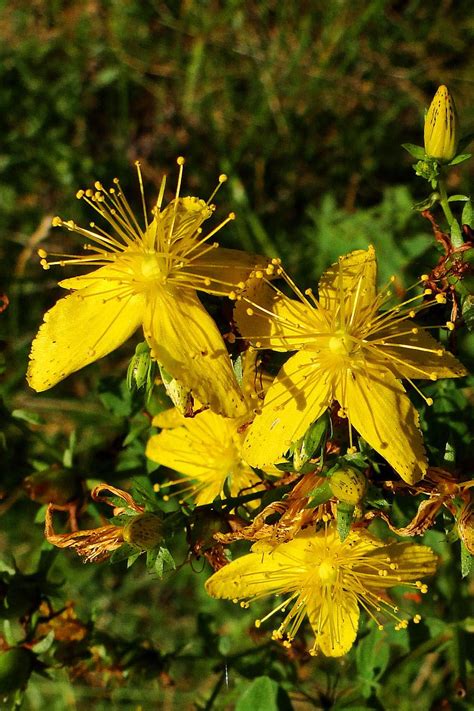 Tea has been used for medicinal purposes in china and japan for thousands of years. Sint Jans Kruid (Van vroegevogels) | Flower meanings ...