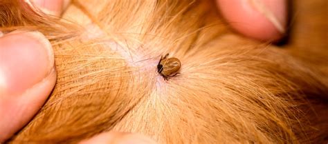 How To Tell If Your Dog Has A Tick