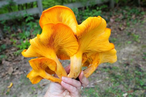 Jack Olantern Mushroom Virginia Wildflowers