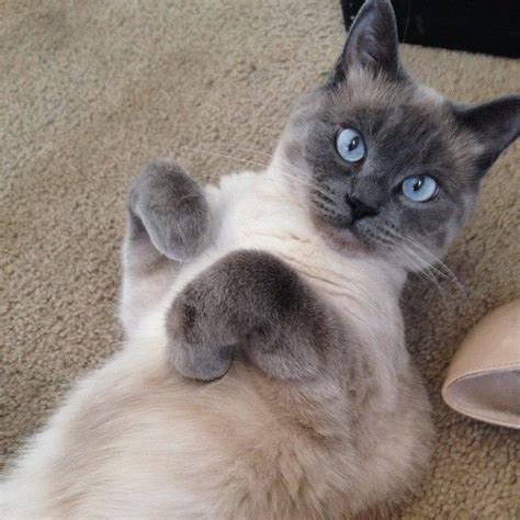 Beloved Siamese Cat Answers To Mew And Loves To Give Kisses Lost Near