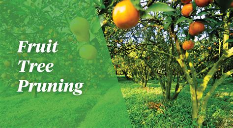 Excess fruiting wood is eliminated resulting in larger fruit on the remaining branches. Oderings Garden Centres | Gardening Guide - Prune and ...