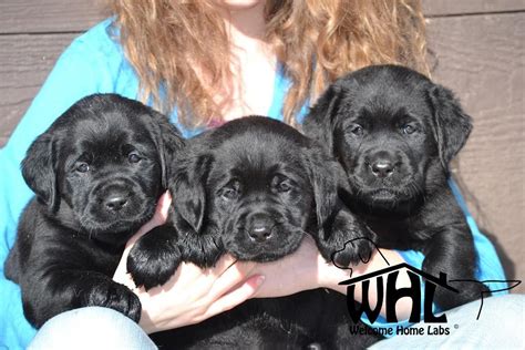 9 week old chihuahua / rat terrier mix. Labrador Puppies for Sale MN | Lab Puppies Minneapolis ...