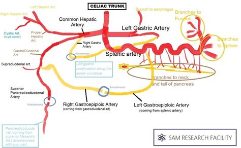 Celiac Artery Arteries Basic Anatomy And Physiology