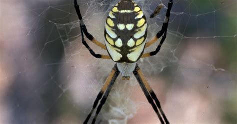 Black And Yellow Garden Spiders