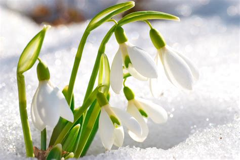 The Snowdrop The January Flower Symbolizes Consolation Purity And