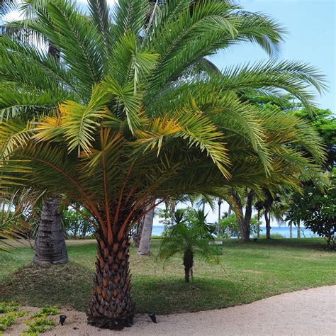 Desert Palm Tree Wholesale Prices Save 41 Jlcatjgobmx