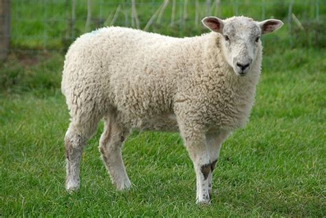 Facts About Sheep 10 Things Many People Dont Know About Them