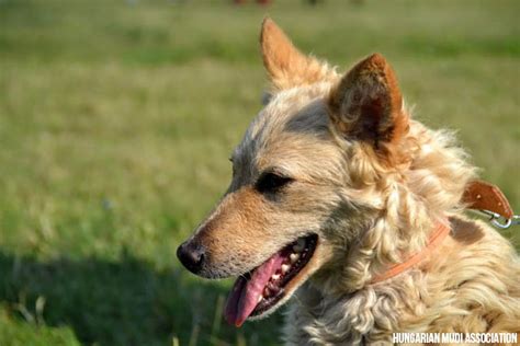mudi information dog breed facts dogellcom