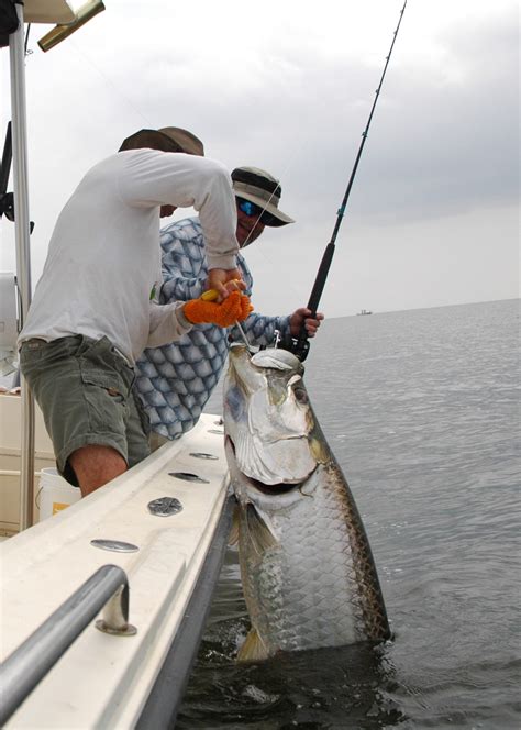 Pamlico Sound tarpon fishing, fresh bait, NC