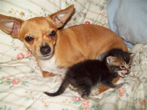 Funny Chihuahua Dogs Amazing Latest Pictures Funny And