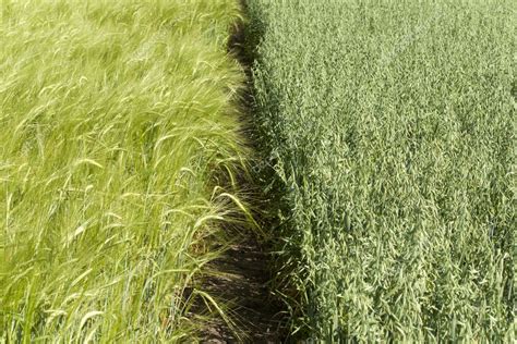 Boundary Between The Wheat And Oat Fields Stock Photo By