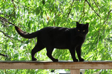 Fileblack Cat On A Railing And Green Trees In Summer Hisashi 01