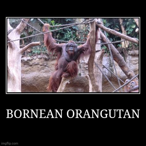 Bornean Orangutan Imgflip