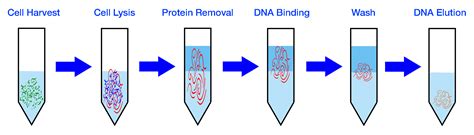 This dna extraction laboratory is an activity to facilitate learning about cells and the structures inside of them. Genomic DNA Extraction Kit - Blood - Cepham Life Sciences ...
