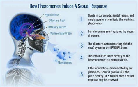 Pheromone Pheromones Pure Romance Consultant Pheromone Perfume