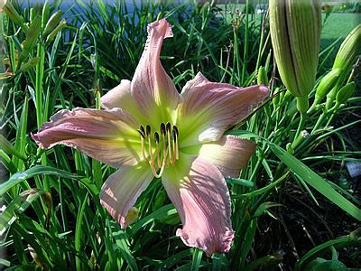 Maybe you would like to learn more about one of these? Happy Moose Gardens, Videos, & Web Design | daylilies ...
