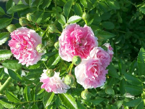 Seven Sisters Old Garden Heirloom Climbing Rambler Rose Bush Plant