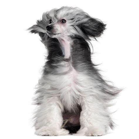 Chinese Crested Dog Breed Everything About Chinese