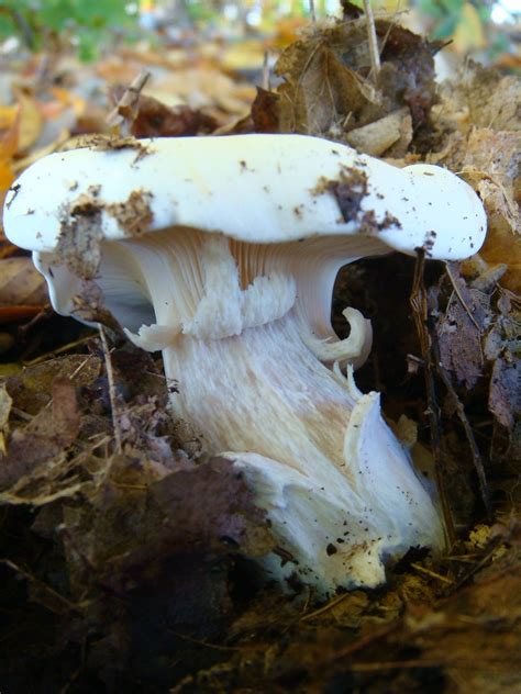 Large White Mushrooms In Leaf Compost Mushroom Hunting