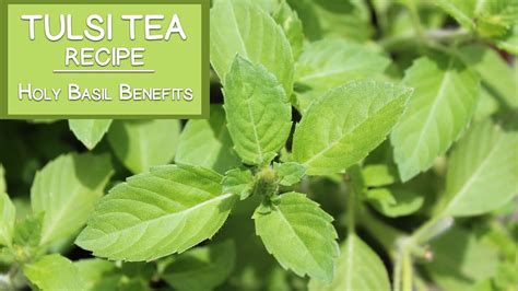 Tulsi Tea Recipe And Holy Basil Benefits Youtube