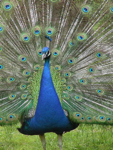 Free photo: Beautiful Peacock - Animal, Bird, Color - Free Download ...