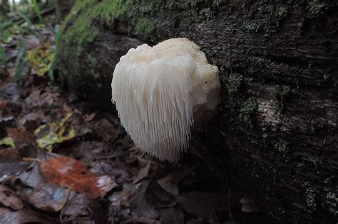 Easy To Identify Edible Mushrooms For The Beginning Mushroom Hunter