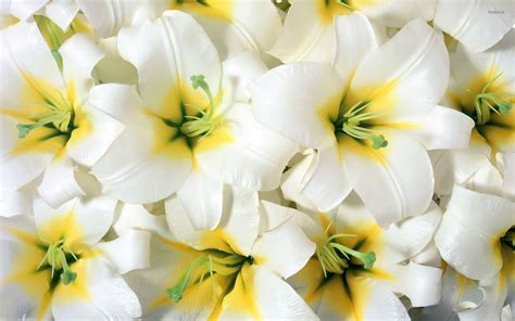 Pure White Lilies Wallpaper Flower Wallpapers 54115